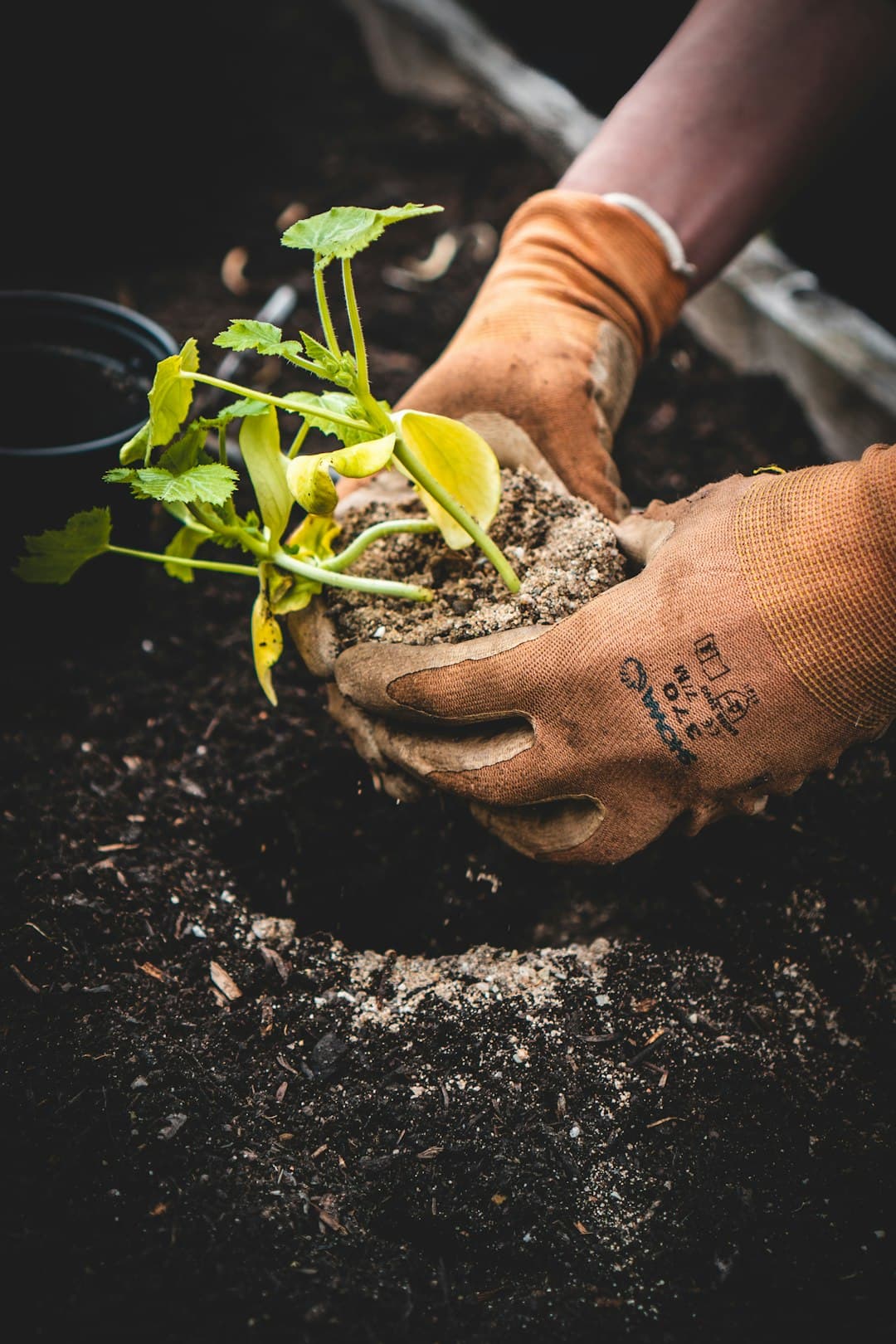 Gloved hands planting a young seedling in the soil