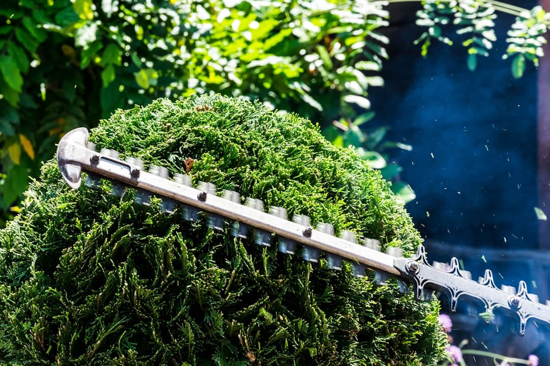 A gardener cutting a hedge straight with a hedge trimmer